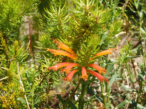 Kirstenbosch National Botanical Garden.